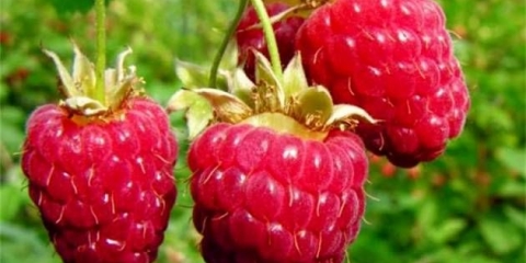 Brusvyana maline: opis sorte, fotografije, recenzije