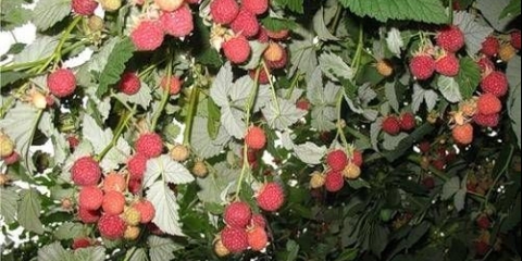 Husar maline: sadnja i njega