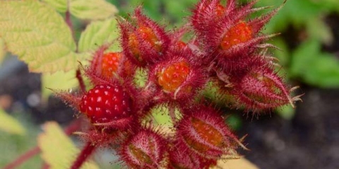 Japanska malina: recenzije vrtlara, sadnja i njega