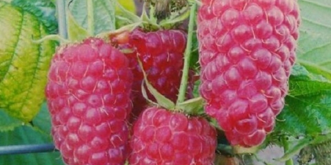 Malina ljepota rusije