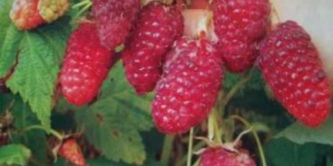 Malina nepristupačna