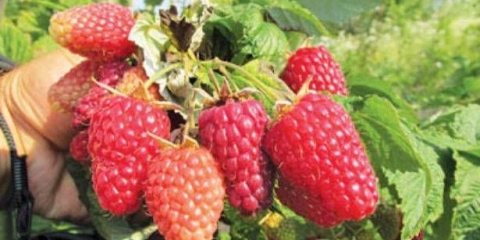 Malina nižnji novgorod