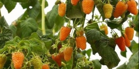 Malina narandžasto čudo