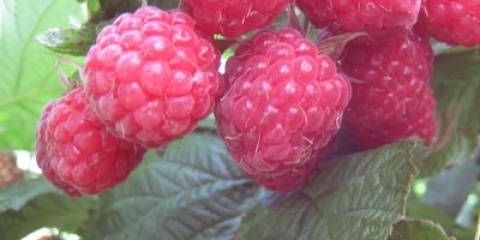 Pingvin od maline, žuti pingvin