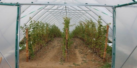 Malina pshehiba: recenzije i opis