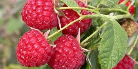 Remontantna malina: najbolje sorte za predgrađe