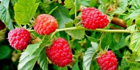 Remontantni grumen maline: opis sorte, fotografija, recenzije vrtlara, video