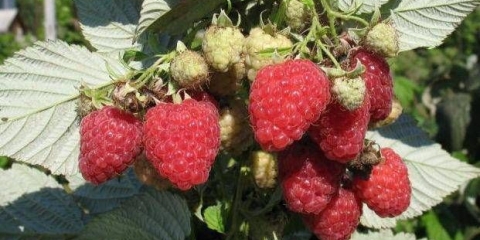 Remontantna taganka maline: sadnja i njega