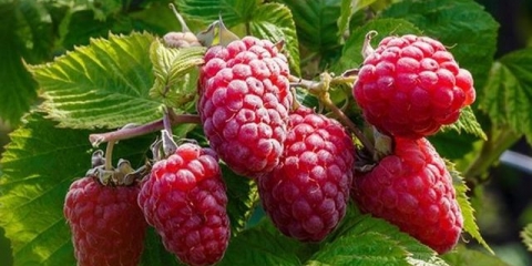 Remontantna njega i uzgoj maline