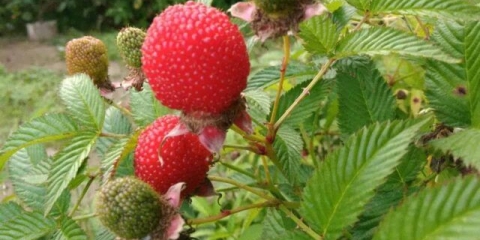 Malina ukrštena sa jagodama: kako se zove hibrid, opis