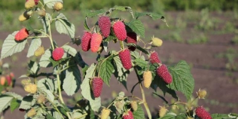 Sorte maline khovinka: opis i recenzije