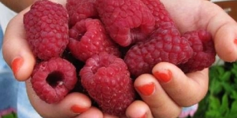 Raspberry tadmor