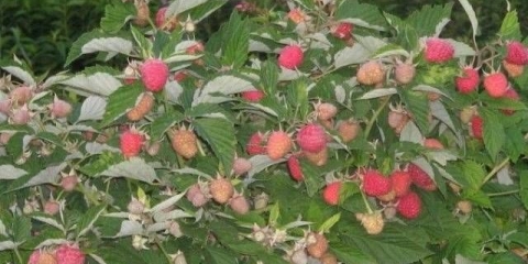 Raspberry tarusa