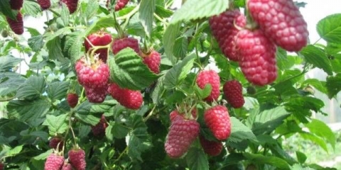 Raspberry terenty
