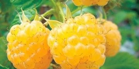 Zlatne kupole od maline