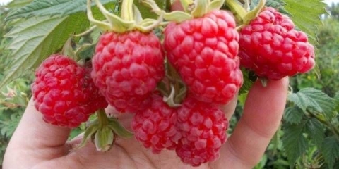 Bajka o stablu maline: recenzije, sadnja i njega