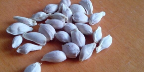 Mandarina iz koštice kod kuće: uzgoj u saksiji, da li će uroditi plodom