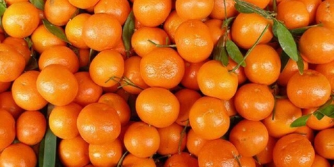 Tinktura mandarine na votki