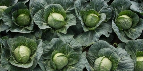 Kiseli rani kupus u teglama: recepti