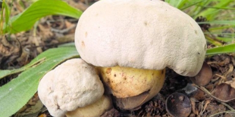 Ukiseljene gljive: recepti za zimu