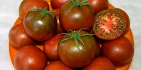 Ukiseljeni smeđi paradajz