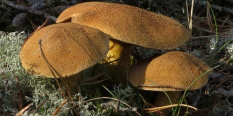 Ukiseljene gljive: najbolji recepti za zimu