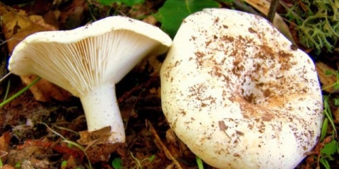 Kisela gomila za zimu: recepti za kiseljenje kod kuće