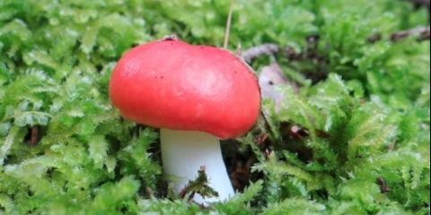 Marinirana russula za zimu: recepti za kuhanje u teglama