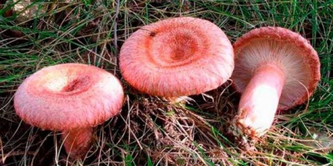 Kiseli volnuški na vruć način: recepti za kuvanje za zimu