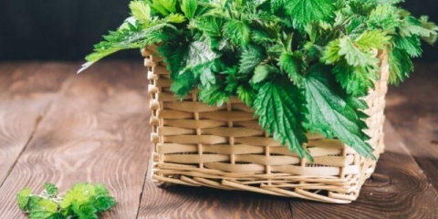 Maske, infuzije, dekocije koprive za kosu: recepti, ispiranja, recenzije