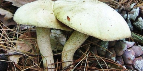 Bijela uljarica: fotografija i opis