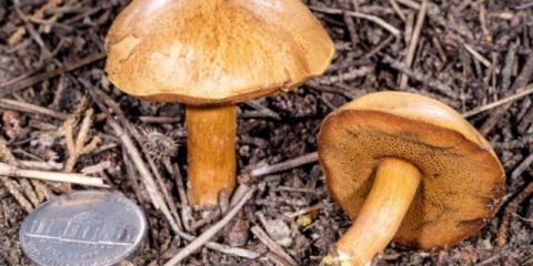 Ulje za biber: fotografija i opis