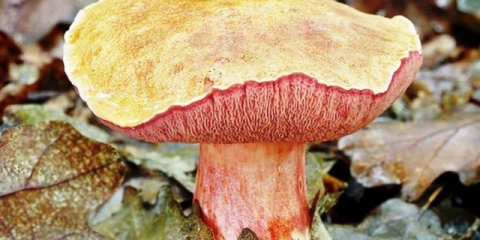 Ruby oiler: fotografija i opis