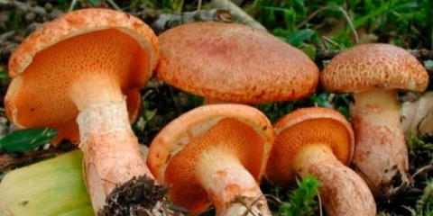 Crveno-crvena uljarica: fotografija i opis