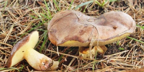 Crvena uljarica: fotografija i opis