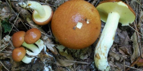 Zrnato jelo od putera (ljetno, rano): fotografija i opis, priprema