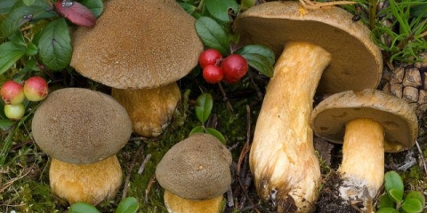 Ulje žuto-braon (močvarno, pješčano): fotografija i opis