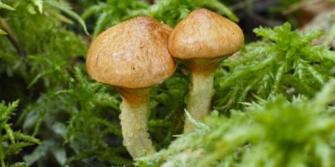 Žućkasti puter (močvarski, suillus flavidus): fotografija i opis, karakteristike