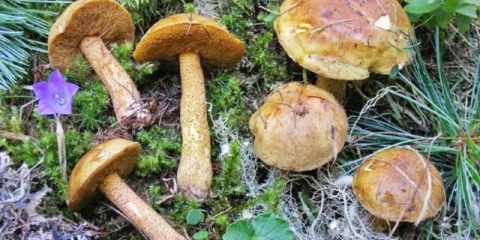 Uljani kedar: fotografija i opis