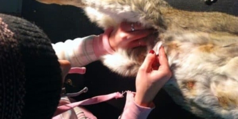 Mastitis i spirohetoza kod kunića - bolesti genitalnih organa