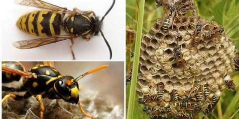 Materica osa - kako izgleda