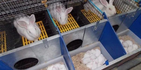 Učinite sami matičnu tečnost za zečeve - veličine i crteži ćelija