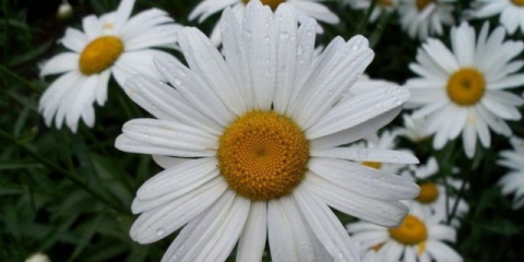 Matricaria: fotografija, sadnja na otvorenom polju i njega