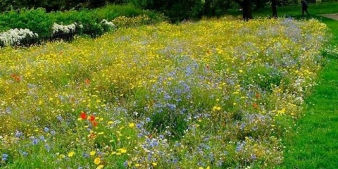 Mavarski travnjak: šta je to, opis, karakteristike