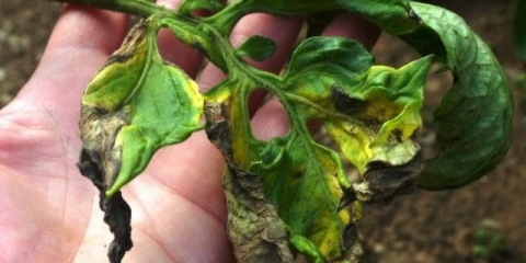 Bakarna žica od fitoftore na paradajzu: video