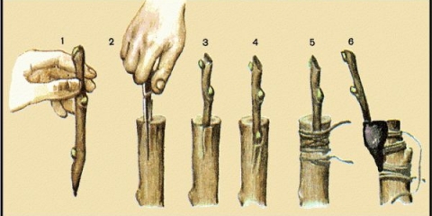 Metode proljetnog cijepljenja grožđa