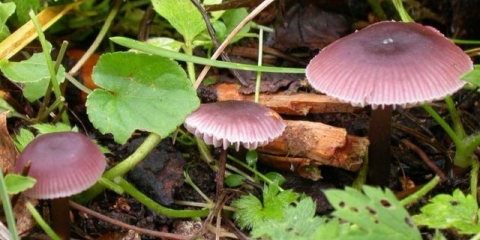 Mycena clean: opis i fotografija