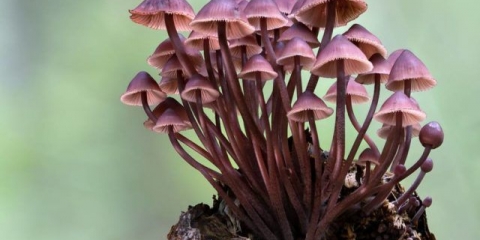 Mycena krvavonoga: opis i fotografija