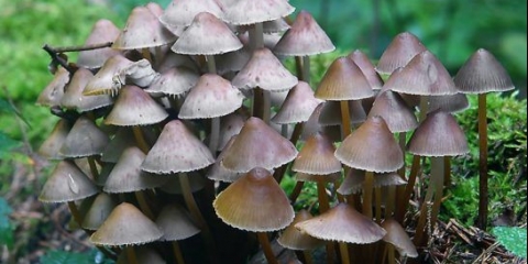 Mycena inclined: opis i fotografija