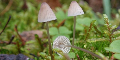 Mycena s nitima nogu: opis i fotografija